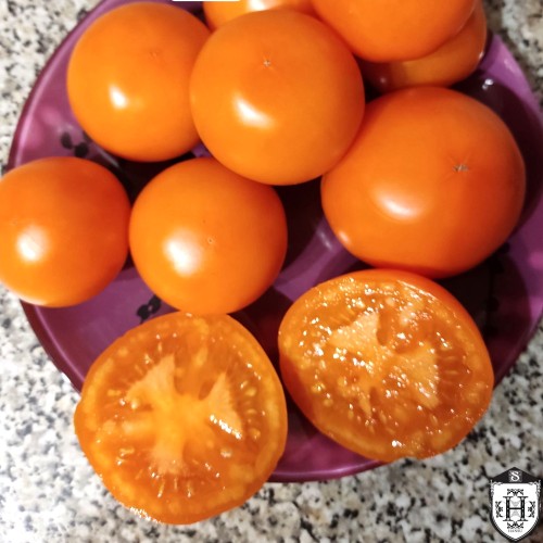 Solanum lycopersicum 'Pille' - Harilik tomat 'Pille' P9/0,55L   